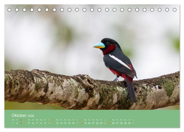 Produktbild: Zwischen Nebel und Baumriesen - V&ouml;gel Borneos (Tischkalender 2026 DIN A5 quer), CALVENDO Monatskalender