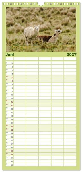 Produktbild: Familienplaner 2027 - Unter Lamas und Alpakas mit 5 Spalten (Wandkalender, 21 x 45 cm) CALVENDO