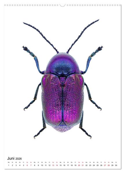 Produktbild: Die sch&ouml;nsten Insekten (Wandkalender 2026 DIN A2 hoch), CALVENDO Monatskalender