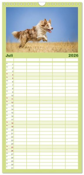 Produktbild: Familienplaner 2026 - Border Collies 2026 mit 5 Spalten (Wandkalender, 21 x 45 cm) CALVENDO