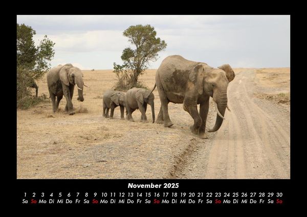 Produktbild: Elefanten - Die sanften Riesen Afrikas 2025 Fotokalender DIN A3