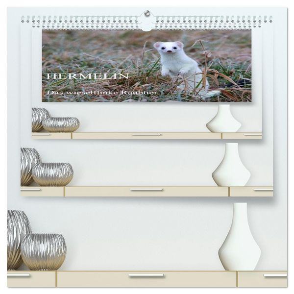 Produktbild: Hermelin - das wieselflinke Raubtier (hochwertiger Premium Wandkalender 2026 DIN A2 quer), Kunstdruck in Hochglanz