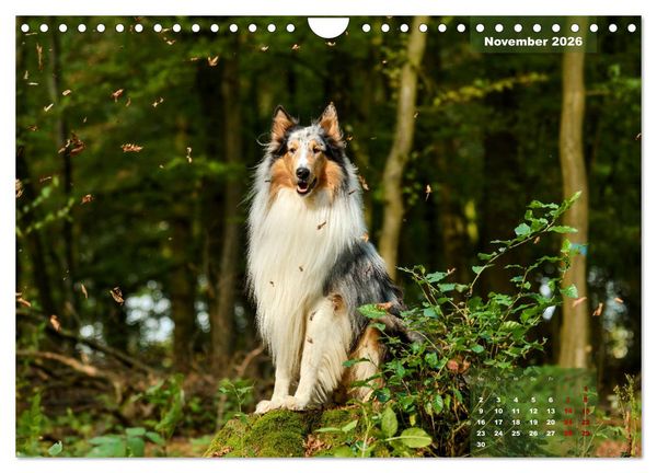 Produktbild: Collies? Was sonst! (Wandkalender 2026 DIN A4 quer), CALVENDO Monatskalender