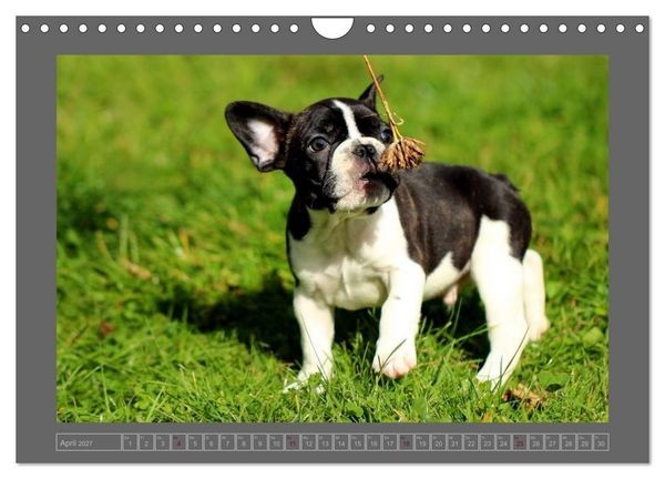 Produktbild: Franz&ouml;sische Bulldoggen (Wandkalender 2027 DIN A4 quer), CALVENDO Monatskalender