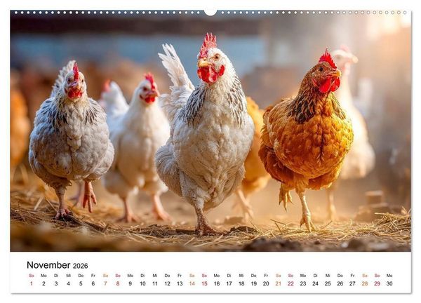 Produktbild: H&uuml;hner - gefiedert durchs Jahr (Wandkalender 2026 DIN A2 quer), CALVENDO Monatskalender