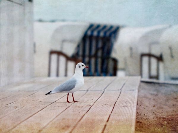 Produktbild: CALVENDO Puzzle M&ouml;we am Strand 1000 Teile Lege-Gr&ouml;&szlig;e 64 x 48 cm Foto-Puzzle Bild von Heike Hultsch