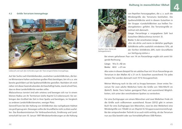 Produktbild: Spaltenschildkr&ouml;ten Malacochersus tornieri
