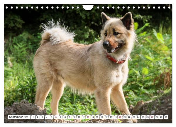 Produktbild: Eurasier, der Hund im Wolfspelz (Wandkalender 2026 DIN A4 quer), CALVENDO Monatskalender