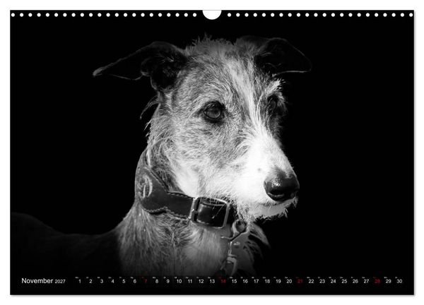 Produktbild: Galgo Espa&ntilde;ol - der spanische Windhund 2027 (Wandkalender 2027 DIN A3 quer), CALVENDO Monatskalender