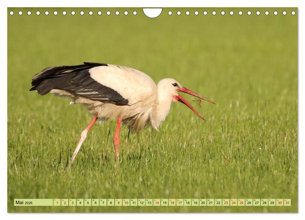 Produktbild: Heimische V&ouml;gel - Im Wald, im Garten und auf der Wiese (Wandkalender 2026 DIN A4 quer), CALVENDO Monatskalender