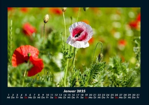 Produktbild: Blumenkalender 2025 Fotokalender DIN A4