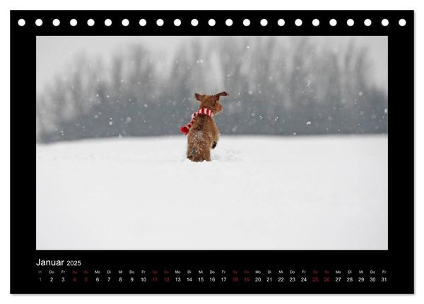 Produktbild: Elli Pirelli... aus dem Leben eines fr&ouml;hlichen Pinscher-Dackel-M&auml;dels (Tischkalender 2025 DIN A5 quer), CALVENDO Monatskalender