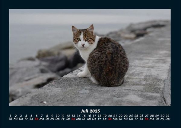 Produktbild: Welt der Tiere 2025 Fotokalender DIN A4