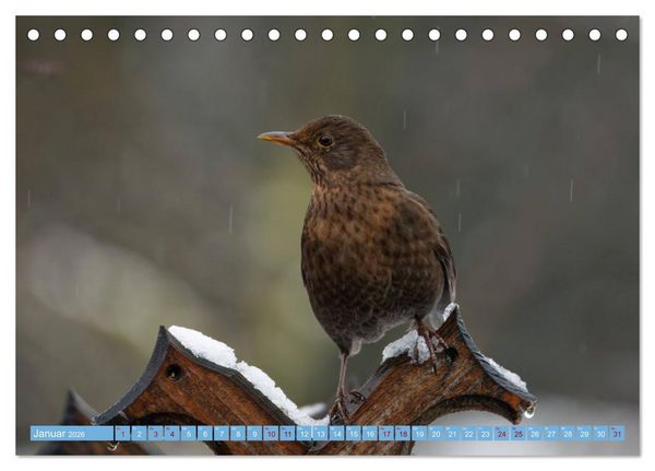 Produktbild: Amsel - Schwarzdrossel fotografiert von Ostfriesenfotografie (Tischkalender 2026 DIN A5 quer), CALVENDO Monatskalender