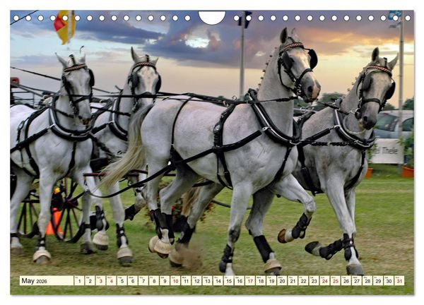 Produktbild: Four-in-hand Driving Challenge (Wall Calendar 2026 DIN A4 landscape), CALVENDO 12 Month Wall Calendar
