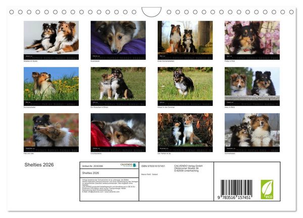 Produktbild: Shelties 2026 (Wandkalender 2026 DIN A4 quer), CALVENDO Monatskalender
