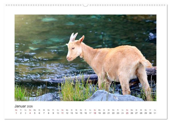 Produktbild: Wer zickt denn da? Mit Ziegen durchs Jahr (Wandkalender 2026 DIN A2 quer), CALVENDO Monatskalender