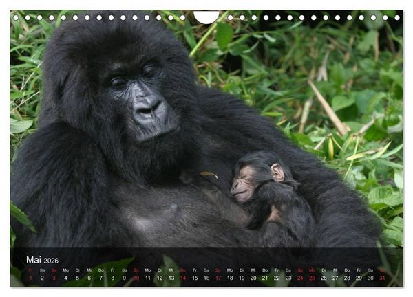 Produktbild: Gorillas. Friedliebende Kraftpakete (Wandkalender 2026 DIN A4 quer), CALVENDO Monatskalender