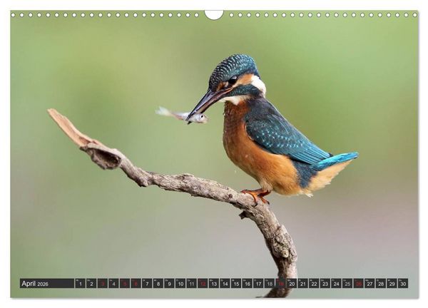 Produktbild: Der Eisvogel (Wandkalender 2026 DIN A3 quer), CALVENDO Monatskalender
