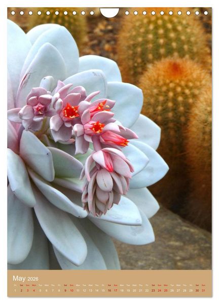 Produktbild: Succulents and Cacti - Strong Thorns, Delicate Blooms (Wall Calendar 2026 DIN A4 portrait), CALVENDO 12 Month Wall Calendar