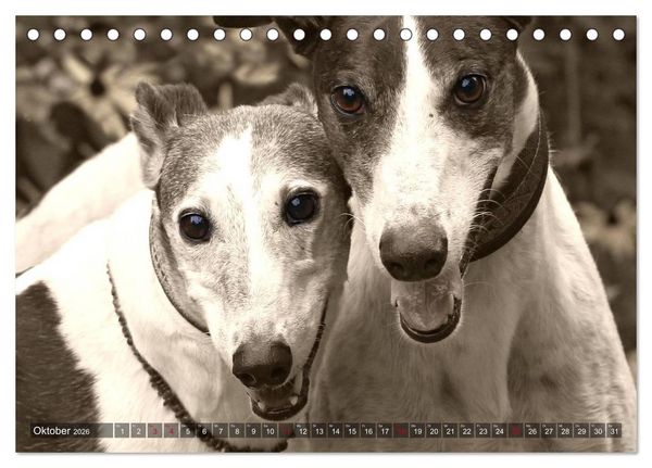 Produktbild: Windhunde eye-catcher (Tischkalender 2026 DIN A5 quer), CALVENDO Monatskalender