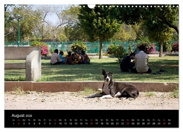 Produktbild: Stra&szlig;enhunde (Wandkalender 2026 DIN A3 quer), CALVENDO Monatskalender