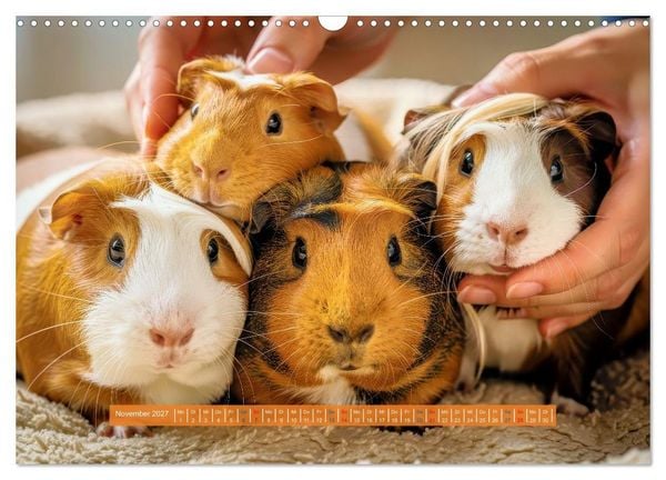 Produktbild: Kleine s&uuml;&szlig;e Meerschweinchen (Wandkalender 2027 DIN A3 quer), CALVENDO Monatskalender