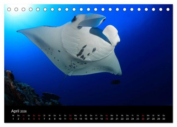 Produktbild: Magische Unterwasserwelten (Tischkalender 2026 DIN A5 quer), CALVENDO Monatskalender