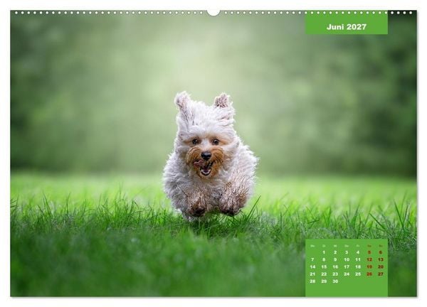Produktbild: Rocket der Havaneser (hochwertiger Premium Wandkalender 2027 DIN A2 quer), Kunstdruck in Hochglanz