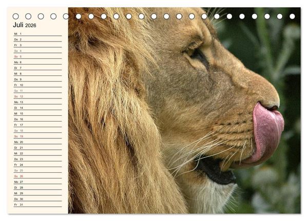 Produktbild: L&ouml;wen (Tischkalender 2026 DIN A5 quer), CALVENDO Monatskalender