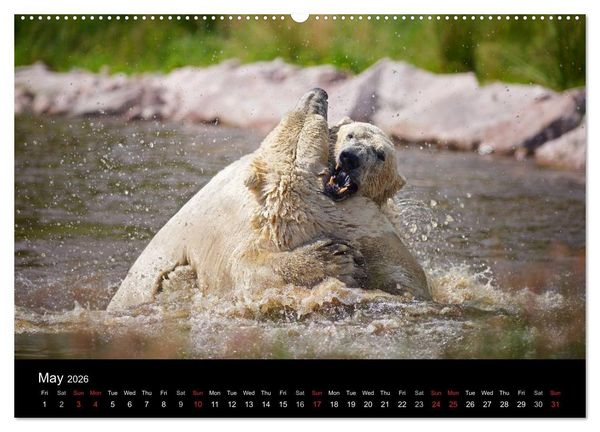 Produktbild: POLAR BEARS - ARCTIC LEGENDS (High Quality Premium Wall Calendar 2026 DIN A2 landscape),CALVENDO 12 Month Wall Calendar