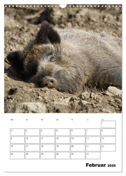 Produktbild: Der wildschweinische Terminplaner (Wandkalender 2026 DIN A3 hoch), CALVENDO Monatskalender