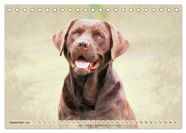 Produktbild: Labrador Retriever 2026 (Tischkalender 2026 DIN A5 quer), CALVENDO Monatskalender