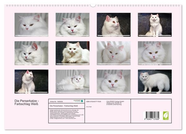Produktbild: Die Perserkatze - Farbschlag Wei&szlig; (hochwertiger Premium Wandkalender 2026 DIN A2 quer), Kunstdruck in Hochglanz
