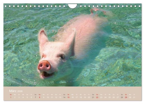 Produktbild: Schwimmende Schweine auf den Bahamas! (Wandkalender 2026 DIN A4 quer), CALVENDO Monatskalender