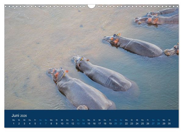 Produktbild: Nilpferde, Kolosse in Afrika (Wandkalender 2026 DIN A3 quer), CALVENDO Monatskalender