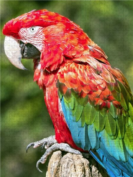 Produktbild: CALVENDO Puzzle Farbenfrohe Papageien: Gr&uuml;nfl&uuml;gel-Ara. | 1000 Teile Lege-Gr&ouml;&szlig;e 64x48cm Foto-Puzzle f&uuml;r gl&uuml;ckliche Stunden