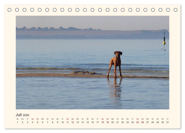Produktbild: Rhodesian Ridgeback Power aus S&uuml;dafrika (Tischkalender 2026 DIN A5 quer), CALVENDO Monatskalender