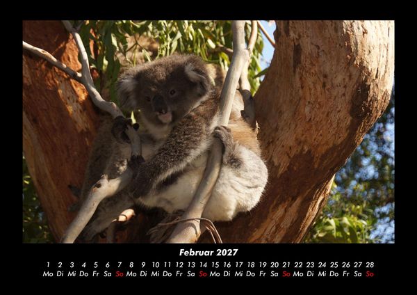Produktbild: Koala 2027 Fotokalender DIN A3