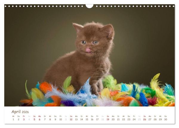 Produktbild: Die Britisch Kurzhaar (Wandkalender 2026 DIN A3 quer), CALVENDO Monatskalender