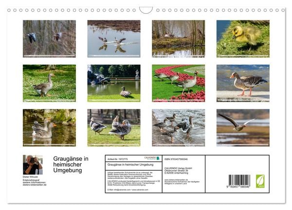 Produktbild: Graug&auml;nse in heimischer Umgebung (Wandkalender 2026 DIN A3 quer), CALVENDO Monatskalender