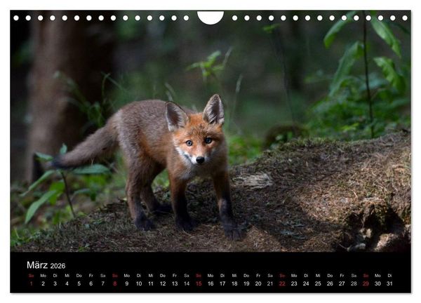 Produktbild: Ein Blick in Reinekes Kinderstube (Wandkalender 2026 DIN A4 quer), CALVENDO Monatskalender