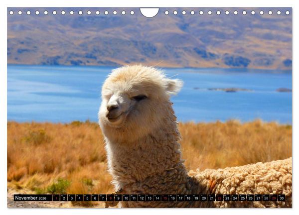 Produktbild: Alpakas und Lamas (Wandkalender 2026 DIN A4 quer), CALVENDO Monatskalender