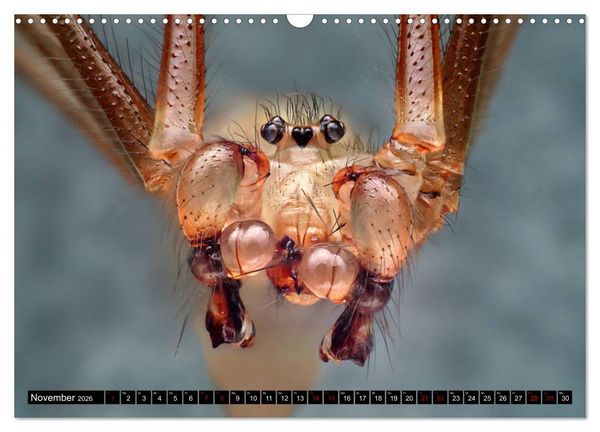 Produktbild: Faszination Makrofotografie: Spinnen (Wandkalender 2026 DIN A3 quer), CALVENDO Monatskalender