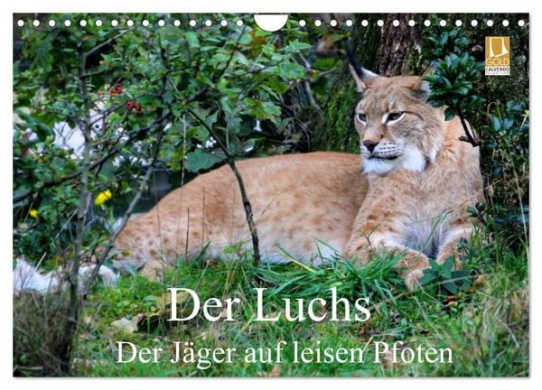 Produktbild: Der Luchs - Der J&auml;ger auf leisen Pfoten (Wandkalender 2026 DIN A4 quer), CALVENDO Monatskalender