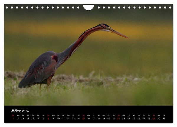 Produktbild: Naturjuwelen - Neusiedler See (Wandkalender 2026 DIN A4 quer), CALVENDO Monatskalender