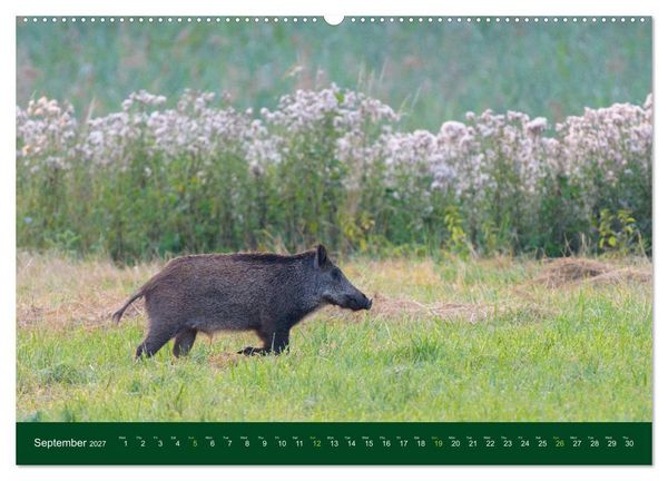 Produktbild: Wild Boars (Wall Calendar 2027 DIN A2 landscape), CALVENDO 12 Month Wall Calendar