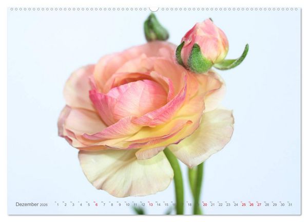 Produktbild: Ranunkeln (Wandkalender 2026 DIN A2 quer), CALVENDO Monatskalender