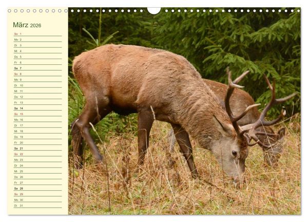 Produktbild: Begegnungen. DER HIRSCH (Wandkalender 2026 DIN A3 quer), CALVENDO Monatskalender