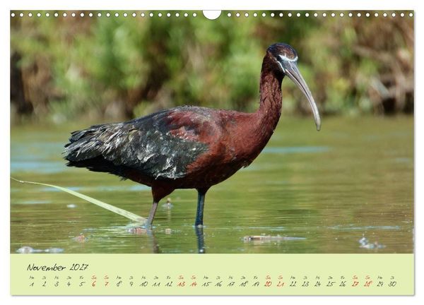 Produktbild: Wildes S&uuml;dfrankreich (Wandkalender 2027 DIN A3 quer), CALVENDO Monatskalender